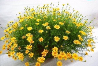 Hạt giống hoa cúc sao băng