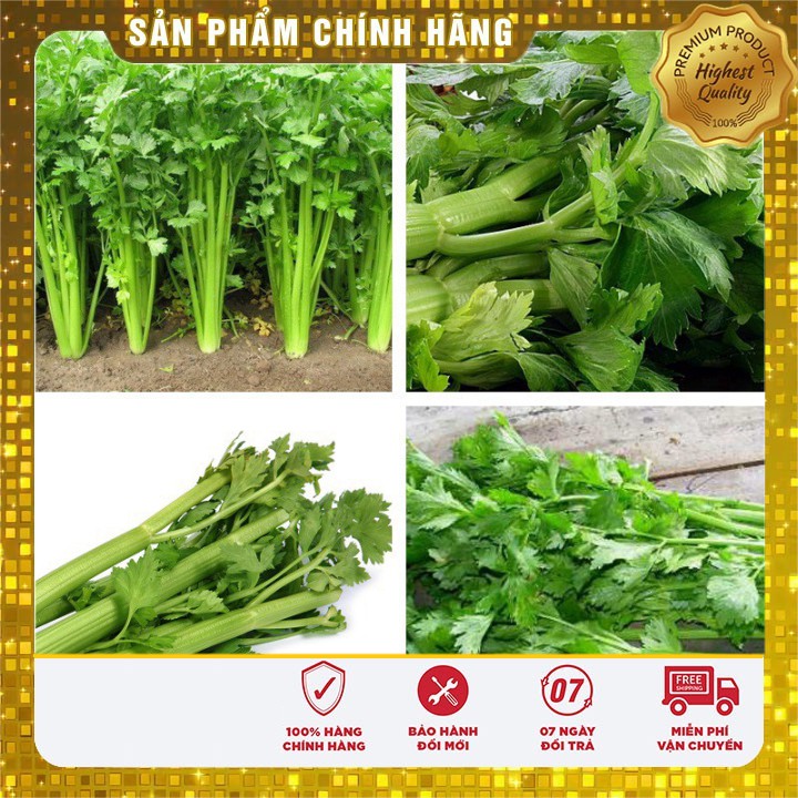 Hạt giống cần tây Mỹ LUCKY SEED