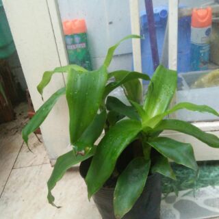 Cây lược vàng