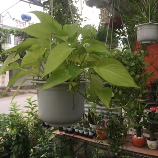 Trầu bà hoàng kim treo ( lớn )