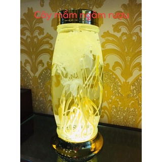 Bình thuỷ tinh ngâm rượu Hàn Quốc 3,5lit (hình sâm)