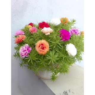 Hạt giống hoa 10h kép Mỹ mix_120 hạt - HG1