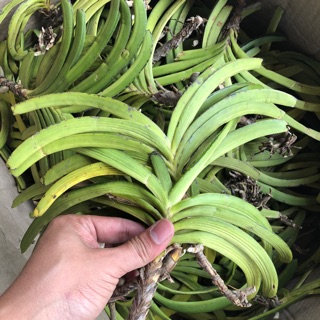hải yến bó 35k/3 cây