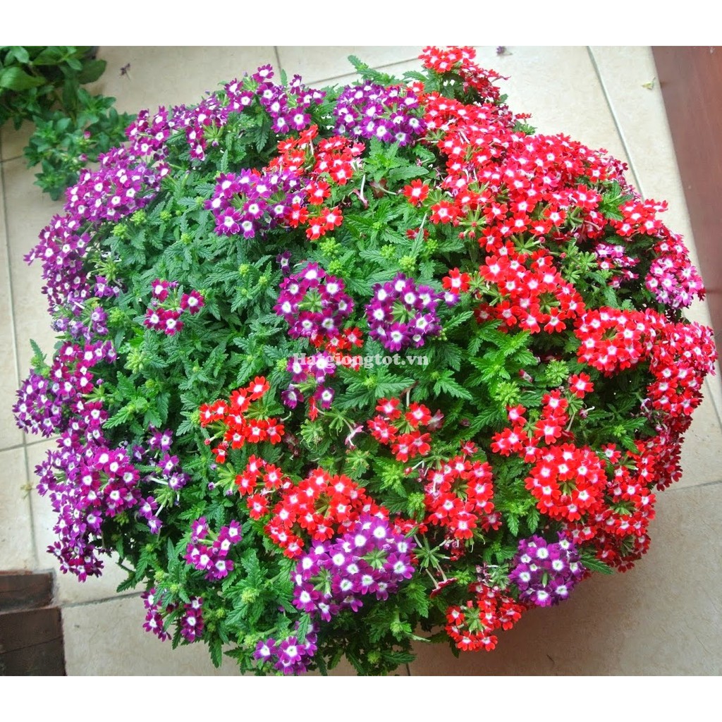 Hạt giống hoa vân anh  Nhiều màu - gói 50 hạt