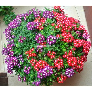 Hạt Giống Hoa Vân Anh