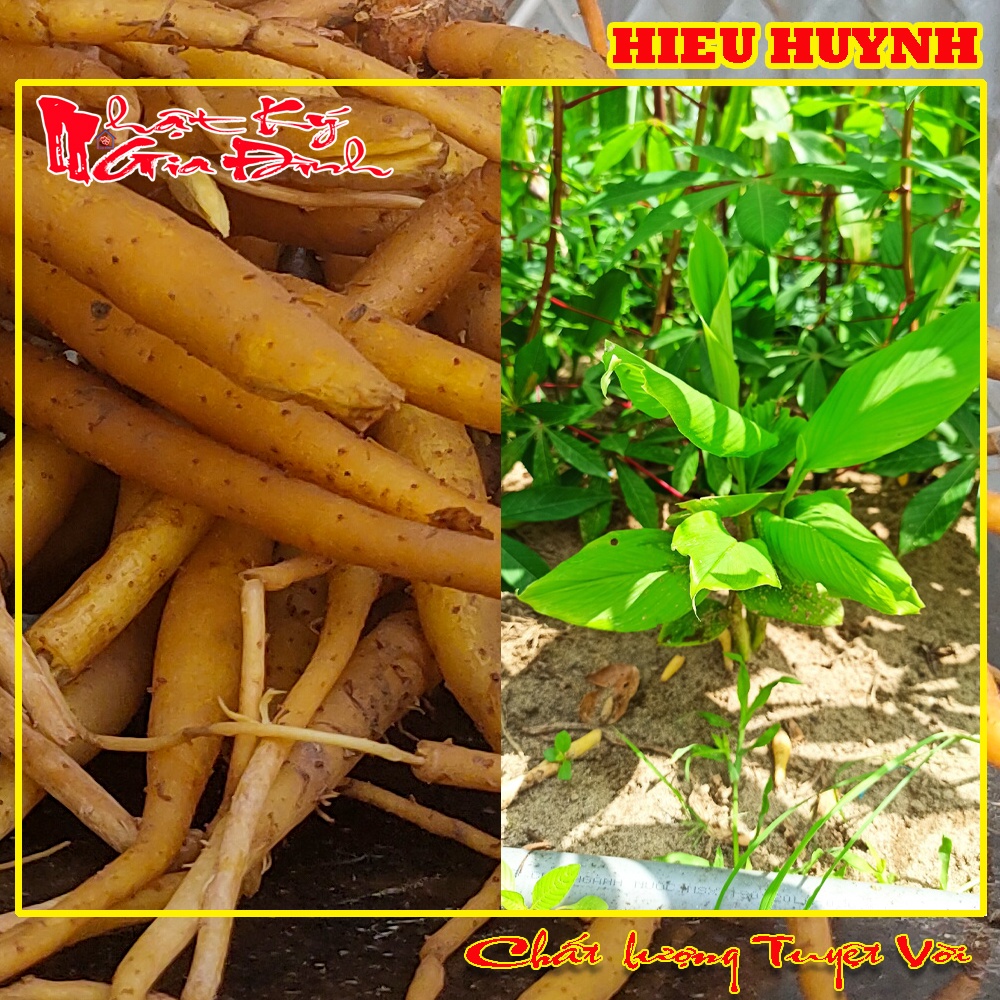 Cây Ngãi Bún Vùng 7 Núi Mua Về Trồng Lấy Củ Dùng Làm Bún Cá, Bún Mắm Miền Tây