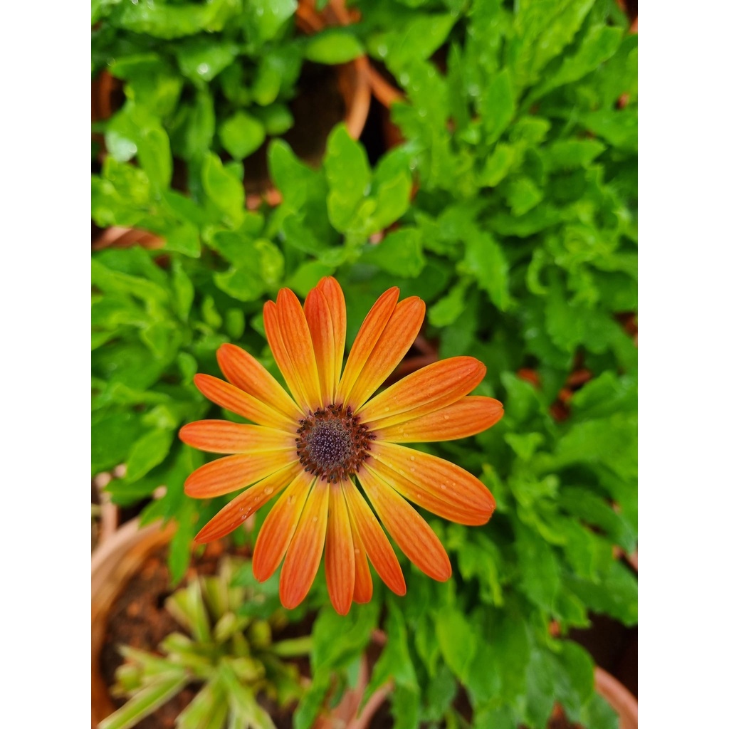 Chậu cúc nam phi,Osteospermum sẵn hoa nhiều màu cho khách chọn-vườn của boss