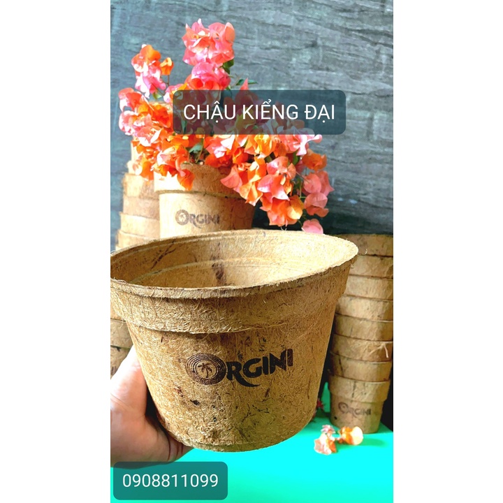 CHẬU XƠ DỪA ORGINI - Chậu kiểng đại : cao 15.6, đỉnh 23, đáy 19.2