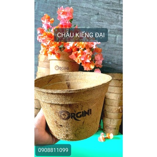 CHẬU XƠ DỪA ORGINI - Chậu kiểng đại : cao 15.6, đỉnh 23, đáy 19.2