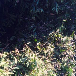 Tinh dầu tràm nguyên chất.