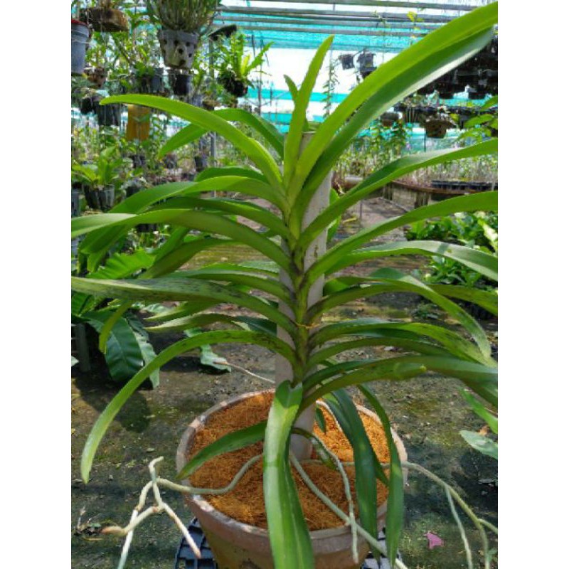 Lan mokara màu đỏ cao 35-50cm cây con tách mẹ trồng thuần cho hoa quanh năm