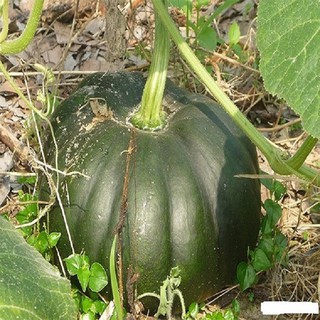 Hạt giống bí ngô đỏ F1 siêu quả gói 10 hạt