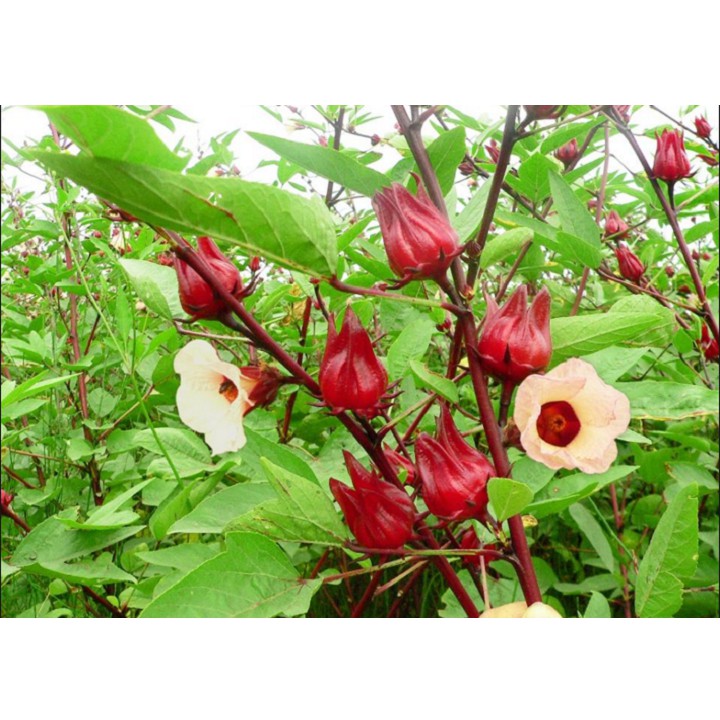 Hoa Atiso Đỏ Sấy Khô Tự Nhiên Viettin Mart 100G
