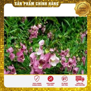 Hạt giống Hoa Ngọc Hân( 5 hạt)