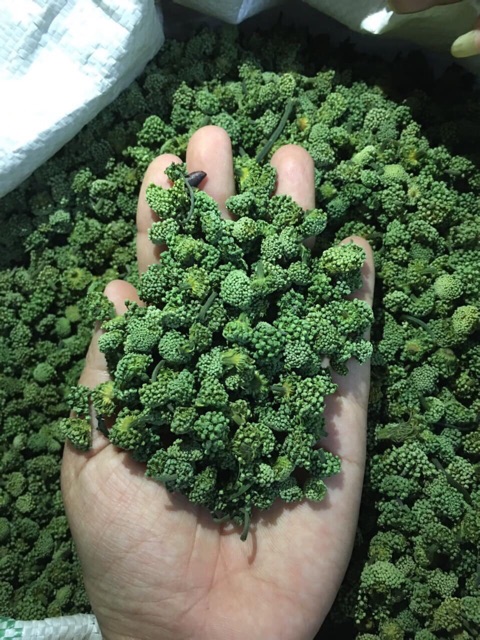 Trà Nụ Tam thất bao tử( KHÔNG CUỐNG) | BigBuy360 - bigbuy360.vn