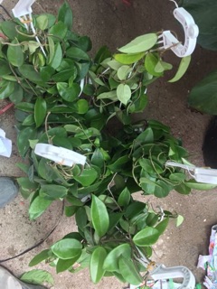 Lan ( cẩm cù bụi to)