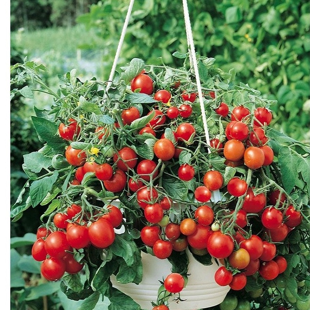 Hạt Giống Cà Chua Bi Lùn F1 Quả Đỏ - Gói 30 Hạt KNS2450