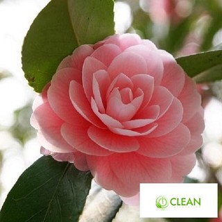 Hạt giống hoa Trà My - 5 hạt