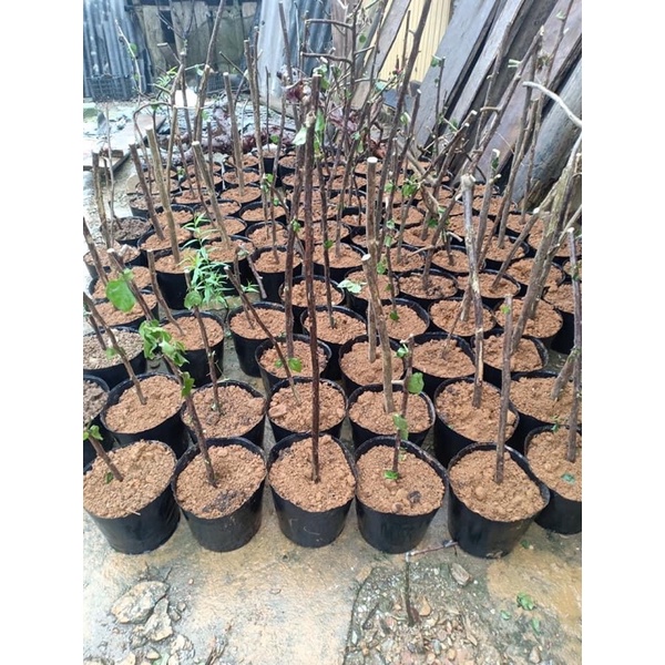 Sét 10kg bầu ươm mã 45*35( khoảng 125-130 cái) -trồng cà chua, dưa lưới, dưa chuột, gừng, hoa hướng dương…các loại cây