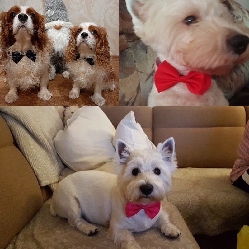 🎅🏻 Phụ kiện Nón mũ Noel Giáng sinh cho chó mèo