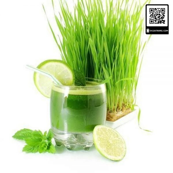 1Kg Hạt giống rau mầm lúa mạch - Thế giới rau mầm chất lượng cao Tạ Gia Trang