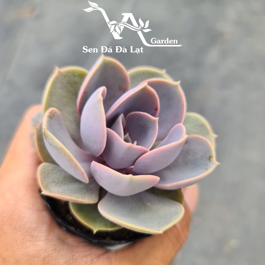 Sen đá HỒNG DÂU size bầu 5-8cm VA Garden - lỗi 1 đổi 1