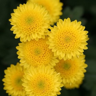 Hạt giống hoa Cúc Bình Minh - hoa Cúc Vàng VTP98 | Vạn Tín Store