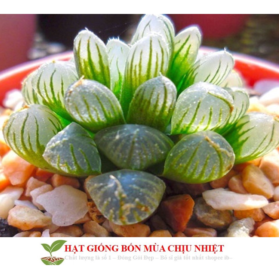 HẠT GIỐNG SEN ĐÁ KIM CƯƠNG - NGƯỢC NẮNG VẪN TỎA SÁNG LUNG LINH 10 HẠT