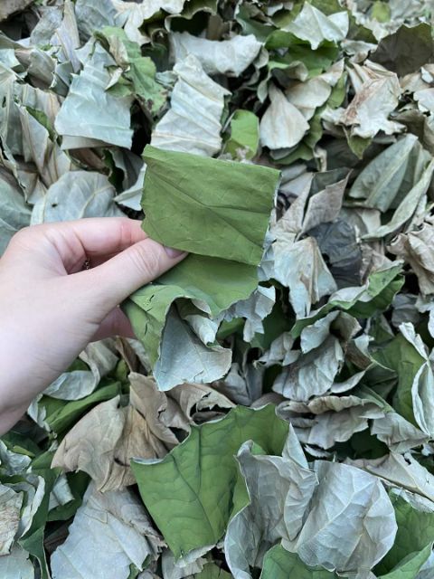 LÁ SEN KHÔ 1KG | BigBuy360 - bigbuy360.vn