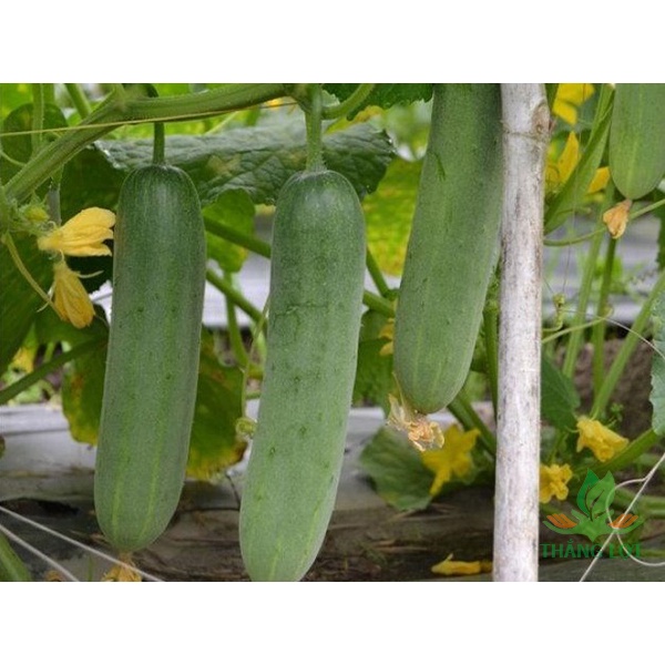 HẠT GIỐNG DƯA LEO F1- PN