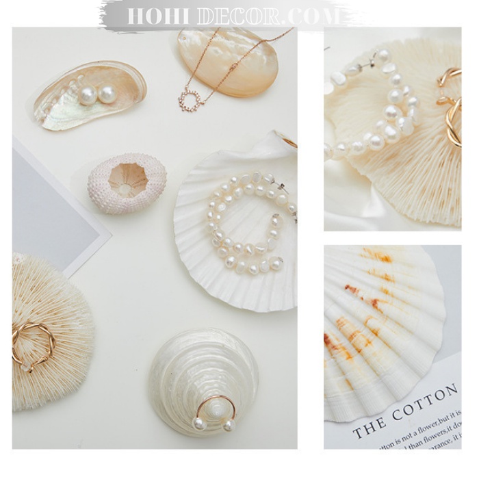 Vỏ Sò, Vỏ Ốc, San Hô Trang Trí Chụp Ảnh Trang Sức, Mỹ Phẩm - Shop Hohi Decor