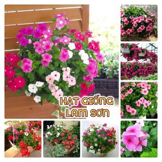 HẠT GIỐNG HOA DỪA CẠN ĐỨNG,RŨ ( nhiều màu ) - loài hoa siêu dễ thương