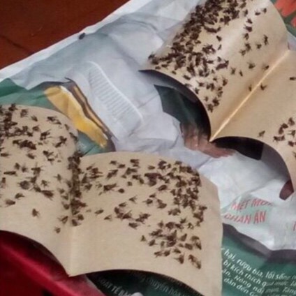 Combo 5 Tấm keo dính ruồi giá rẻ