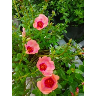 Cây Hoa Mười Giờ- tặng kèm phân bón