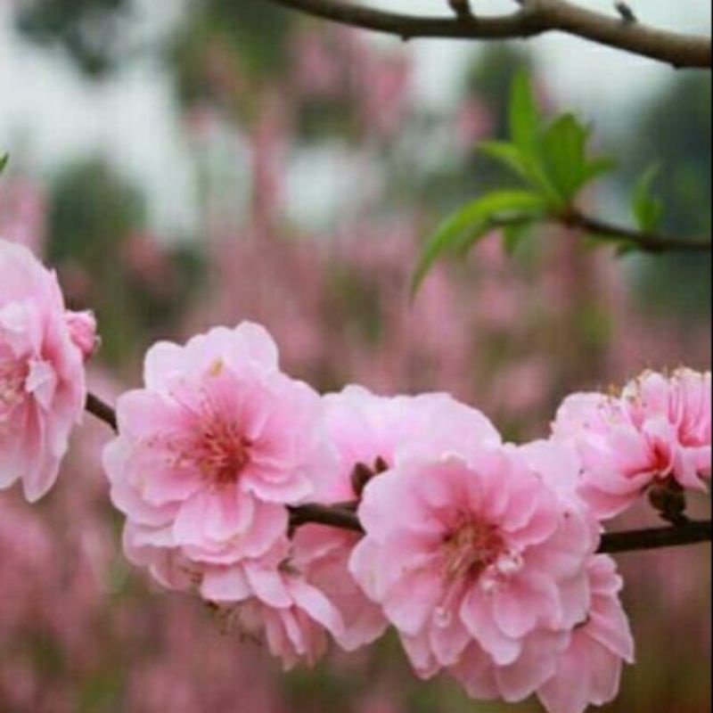 CÂY GIỐNG ĐÀO BÍCH