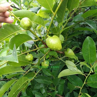 Cây bình bát giống (5 cây con)