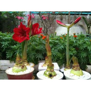 Củ hoa huệ tây đỏ