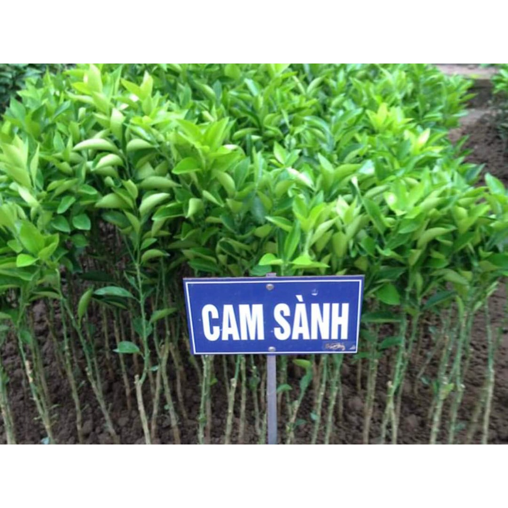 Cây cam sành siêu trái