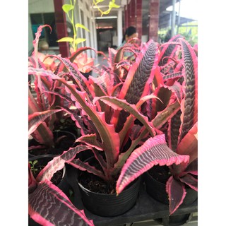 Cây dứa đuôi phụng, cây dứa hồng phụng, cây lê phụng cơ mà sắc tươi sáng tạo điểm nhấn