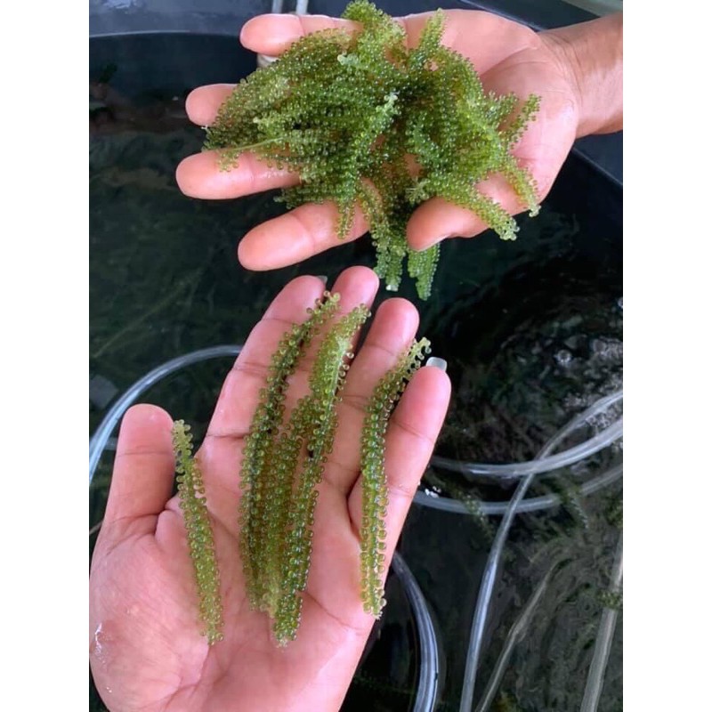 [GÓI 100G +TẶNG SỐT] RONG NHO TÁCH NƯỚC KHÁNH HOÀ 100G | BigBuy360 - bigbuy360.vn