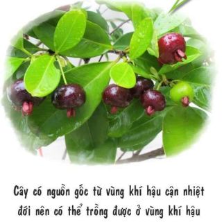 CÂY GIỐNG CHERRY MỸ ĐỎ