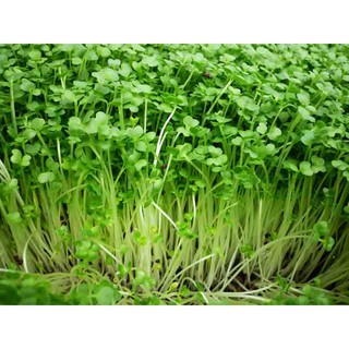 Gói 1kg Hạt giống rau mầm củ cải trắng New Zealand _ Thế Giới Rau Mầm
