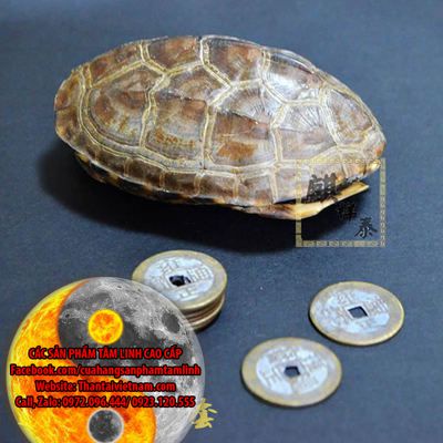 Mu rùa gieo quẻ bói toán