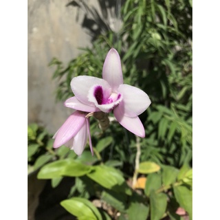 hoa lan phi điệp tím hoa cánh bầu ( hàng vip )