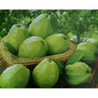 Cây giống Ổi lê Đài Loan ( 5 tháng cho trái ). [Giống chuẩn, BẦU TO đẹp Cây ghép siêu trái ].
