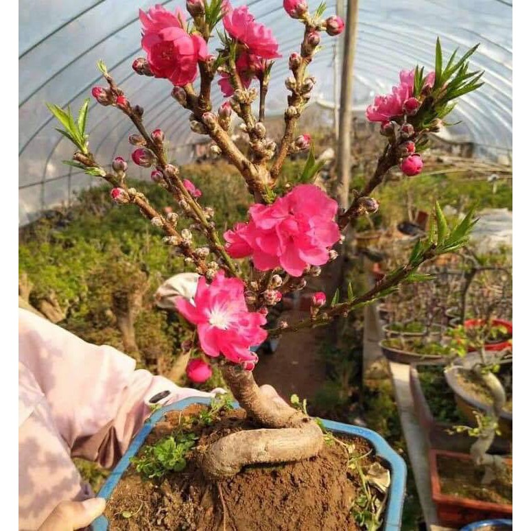Cây Đào Thất Thốn mini cao 40cm đang nụ nở đúng tết (ảnh thật số 2) - Cây gửi đi đầy đủ bầu đất đảm bảo không héo chột