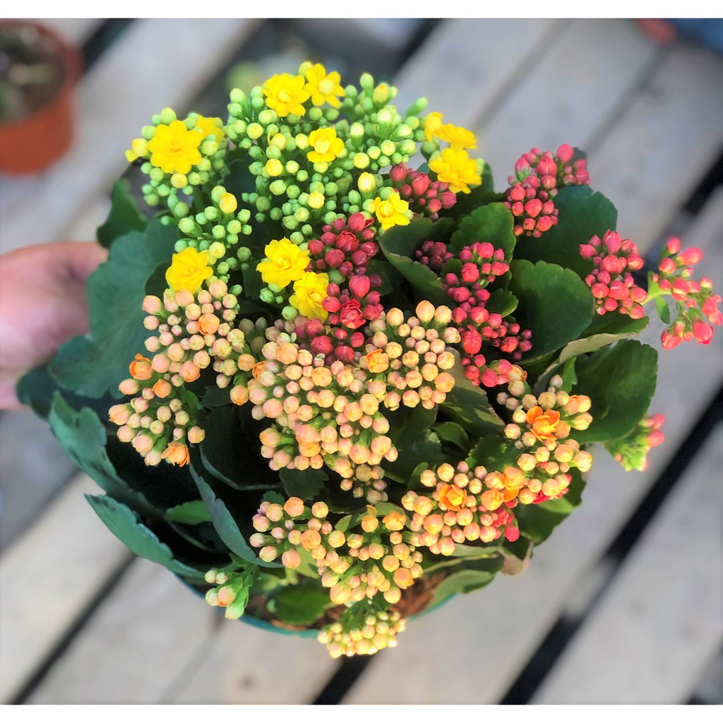 Chậu hoa Sống Đời Hasfarm 3 màu