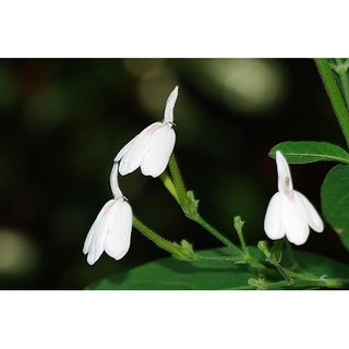 Cây giống kiến cò - Bạch hạc ( cây thuốc quý )