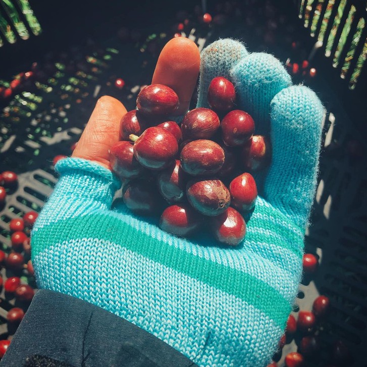 Cafe hạt Robusta nguyên chất cao cấp EARLY MORNING, cà phê hạt rang xay pha phin pha máy 250gr | BigBuy360 - bigbuy360.vn