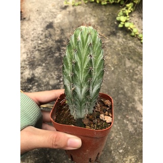 xương rồng trụ 6 cạnh